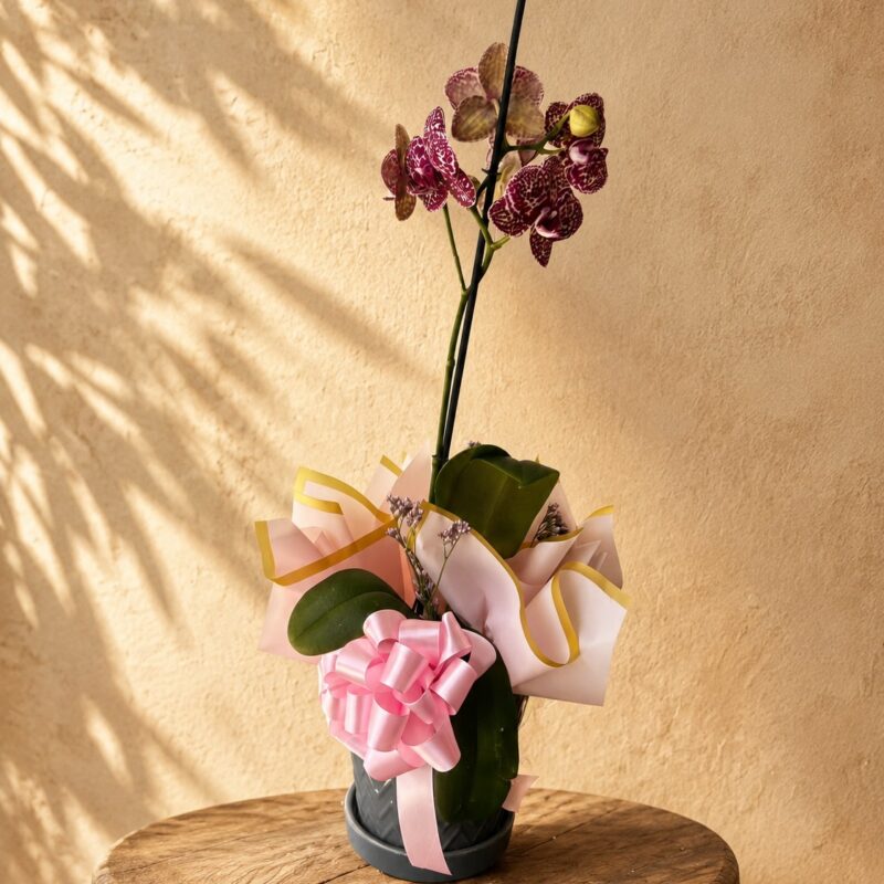 Orquídea Dulce Rosé