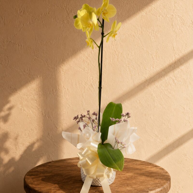 Orquídea Luz Amarilla