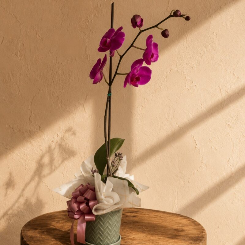 Orquídea Encanto Fucsia