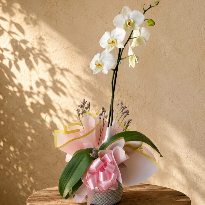 Orquídea Blanca Rosetta